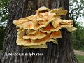 Laetiporus sulphureus-amf1575